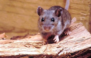 Si vas a acampar, cuídate del virus hanta Si vas a acampar, cuídate del virus hanta